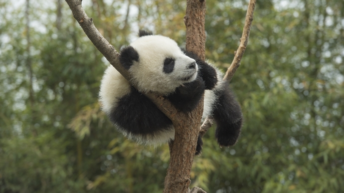 Giant Panda (Ailuropoda melanoleuca) eight month old cub sleeping in tree, Chengdu, Sichuan, China. (Credit: Katherine Feng/ Minden Pictures)