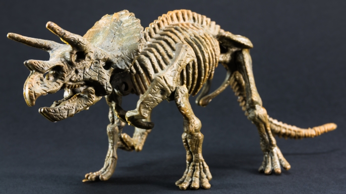 Model of a Triceratops skeleton.