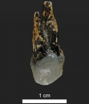7.24 million year old upper premolar of Graecopithecus from Azmaka, Bulgaria. (Credit: Wolfgang Gerber, University of Tübingen)