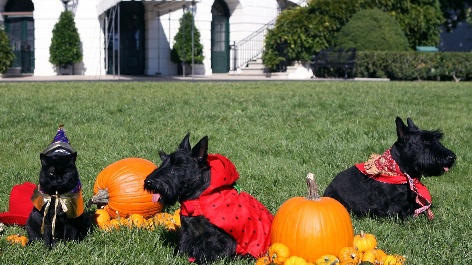 (Credit: Shealah Craighead/The White House via Getty Images)