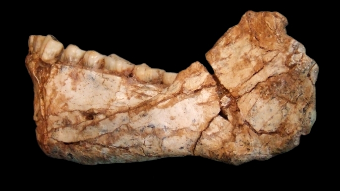 The mandible Irhoud 11 is the first, almost complete adult mandible discovered at the site of Jebel Irhoud. It is very robust and reminiscent of the smaller Tabun C2 mandible discovered in Israel in a much younger deposit. The bone morphology and the dentition display a mosaic of archaic and evolved features, clearly assigning it to the root of our own lineage. (Credit: Jean-Jacques Hublin, MPI EVA Leipzig)