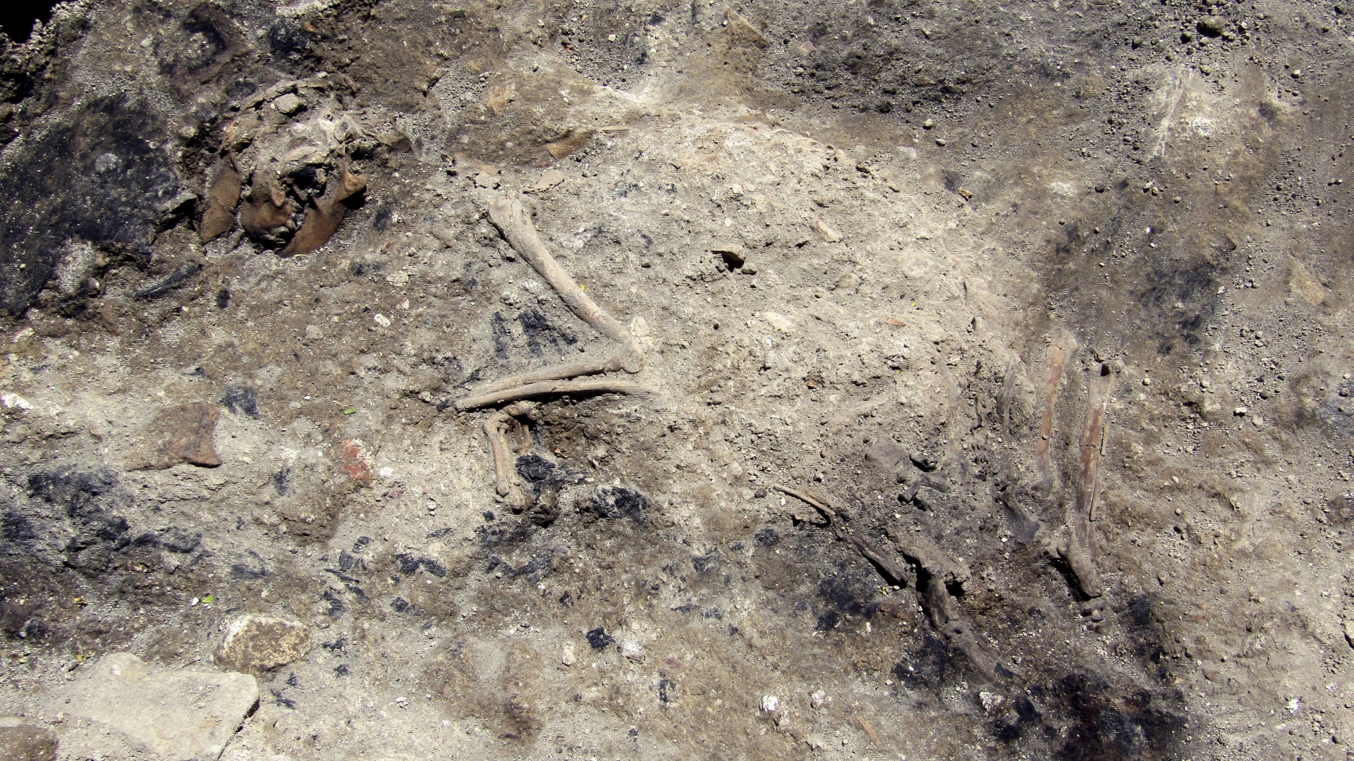 An 1,800-year-old skeleton of a dog, which apparently perished in a blaze in Rome. Archaeologists think the dog was trapped in a blaze that largely consumed a 3rd-century building that was unearthed while digging for Rome's new subway, and have dubbed it a “Pompeii-like scene” in Rome. (Credit: Italian Culture Ministry Via AP Photo)