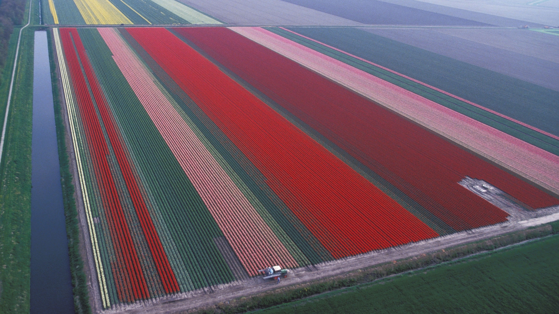 Tulips in Lisse, Netherlands, 1994. (Credit: Marc DeVille/Gamma-Rapho via Getty Images)