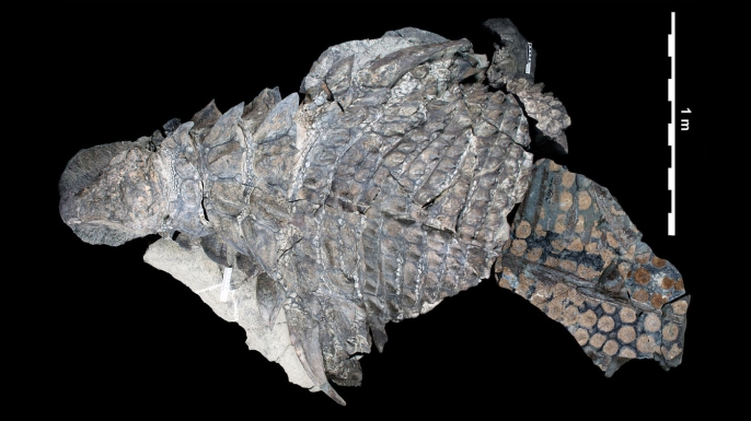 Photo-composite of preserved parts of the Borealopelta. (Credit: Caleb M. Brown/PeerJ/CC BY 4.0)