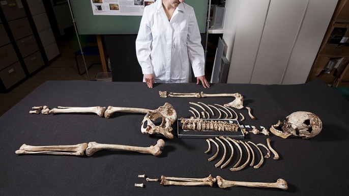 The skeleton of Cheddar Man, at the London Natural History Museum, which was unearthed in Gough's Cave at Cheddar Gorge, Somerset in 1903. (Credit: London Natural History Museum/REX/Shutterstock)