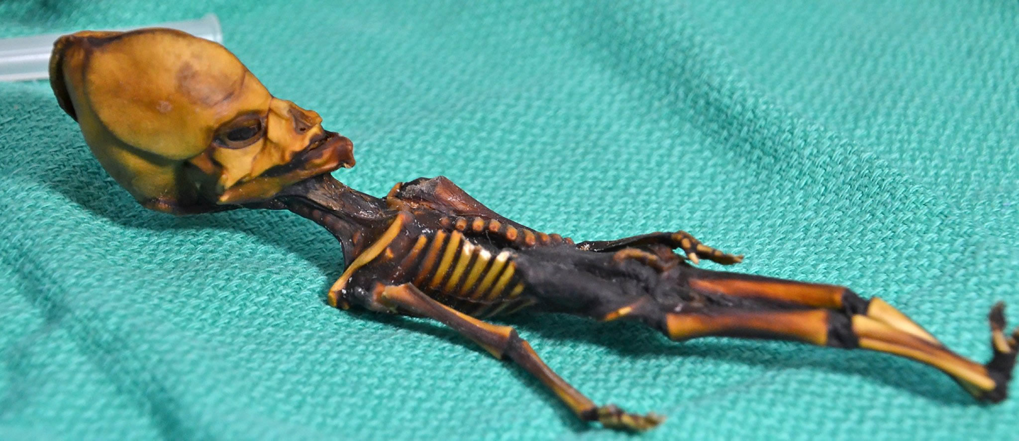 Atacama Skeleton Discovery